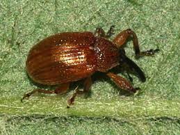 Attēlu rezultāti vaicājumam “Anthonomus phyllocola”