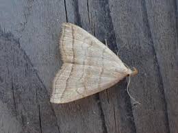 Attēlu rezultāti vaicājumam “Herminia tarsicrinalis”