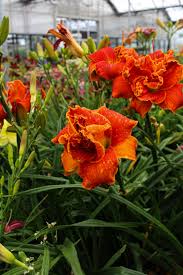Image result for Hemerocallis `Moses Fire`