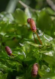 Attēlu rezultāti vaicājumam “Pseudobryum cinclidioides”