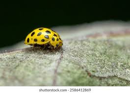 Attēlu rezultāti vaicājumam “Psyllobora vigintiduopunctata”