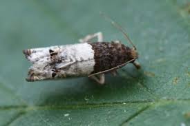 Attēlu rezultāti vaicājumam “Notocelia roborana”