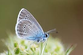 Attēlu rezultāti vaicājumam “Cyaniris semiargus underside”