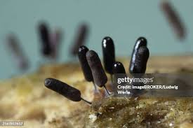 Attēlu rezultāti vaicājumam “Stemonitopsis typhina stalked”