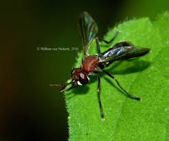 Attēlu rezultāti vaicājumam “Conopidae”