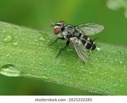 Attēlu rezultāti vaicājumam “Tachinidae”