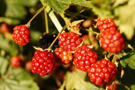 Image result for Rubus sectio