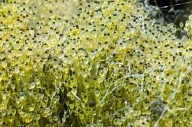 Attēlu rezultāti vaicājumam “Pilobolus crystallinus”