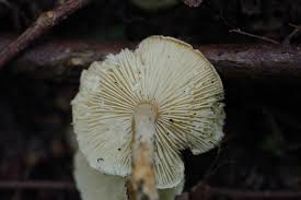 Attēlu rezultāti vaicājumam “Lactarius lygniotus”