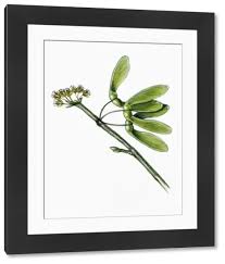 Attēlu rezultāti vaicājumam “Acer saccharinum fruit”