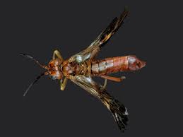 Attēlu rezultāti vaicājumam “Tenthredo mandibularis”