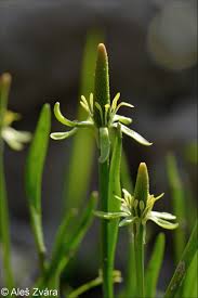 Attēlu rezultāti vaicājumam “Myosurus minimus flower”