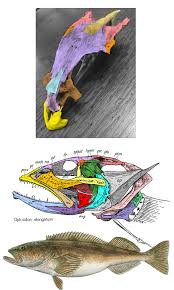 Image result for Seriola rivoliana