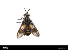 Attēlu rezultāti vaicājumam “Chrysops”