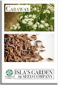 Image result for Carum carvi