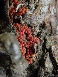 Attēlu rezultāti vaicājumam “Neonectria fuckeliana”