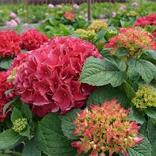 Attēlu rezultāti vaicājumam “Hydrangea”