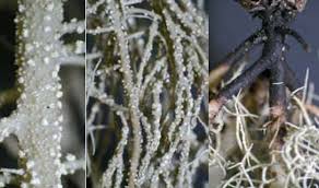 Attēlu rezultāti vaicājumam “Usnea subfloridana”