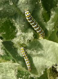 Attēlu rezultāti vaicājumam “Cucullia verbasci larva”