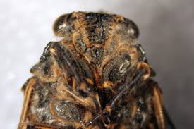 Attēlu rezultāti vaicājumam “Auchenorrhyncha”