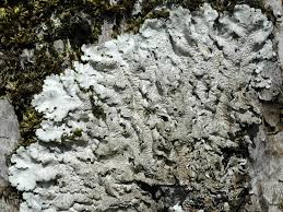 Attēlu rezultāti vaicājumam “Lobaria amplissima”