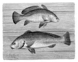 Image result for Umbrina cirrosa