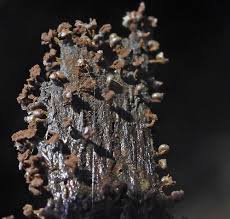 Attēlu rezultāti vaicājumam “Stemonitopsis typhina var. similis stalked”