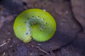 Attēlu rezultāti vaicājumam “Trichiosoma larva”
