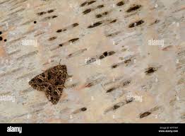 Attēlu rezultāti vaicājumam “Hadena rivularis”