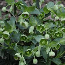 Image result for Helleborus foetidus