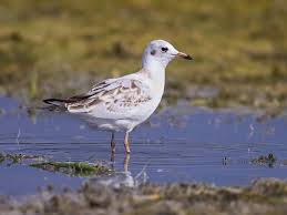 Attēlu rezultāti vaicājumam “Larus ridibundus eggs”