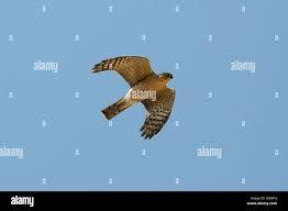 Attēlu rezultāti vaicājumam “Accipiter nisus male”