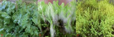 Attēlu rezultāti vaicājumam “Encalypta streptocarpa sporophyte”