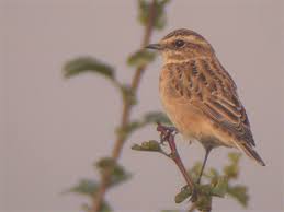 Attēlu rezultāti vaicājumam “Saxicola rubetra juvenile”