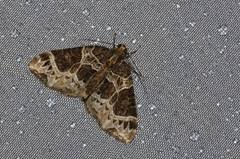 Attēlu rezultāti vaicājumam “Ecliptopera silaceata”