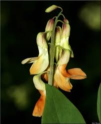 Attēlu rezultāti vaicājumam “Lathyrus laevigatus”