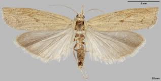 Attēlu rezultāti vaicājumam “Pediasia contaminella”