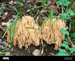 Attēlu rezultāti vaicājumam “Ramaria stricta”