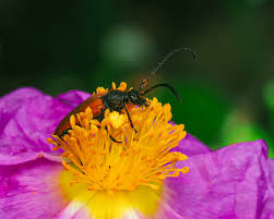 Attēlu rezultāti vaicājumam “Paracorymbia maculicornis”