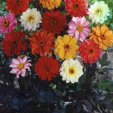Image result for Dahlia x pinnata `Redskin`