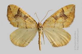 Attēlu rezultāti vaicājumam “Eulithis populata”