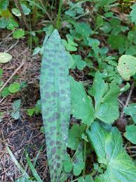 Attēlu rezultāti vaicājumam “Dactylorhiza fuchsii leaf”