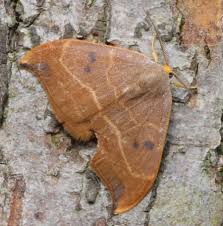 Attēlu rezultāti vaicājumam “Watsonalla binaria”