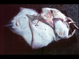 Image result for Rostroraja alba