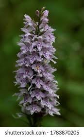 Attēlu rezultāti vaicājumam “Dactylorhiza majalis subsp. baltica bud”