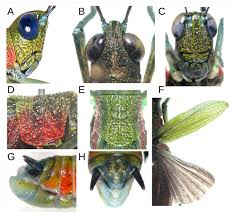Attēlu rezultāti vaicājumam “Diderma simplex macro”