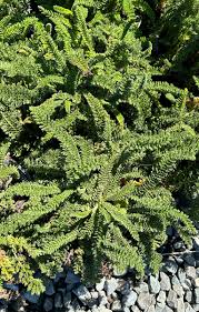 Image result for Achillea filipendulina
