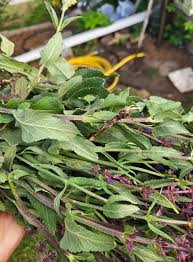 Attēlu rezultāti vaicājumam “Salvia nemorosa leaf”