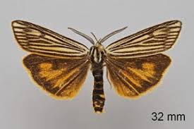 Attēlu rezultāti vaicājumam “Spiris striata”