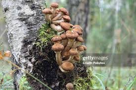 Attēlu rezultāti vaicājumam “Armillaria mellea”